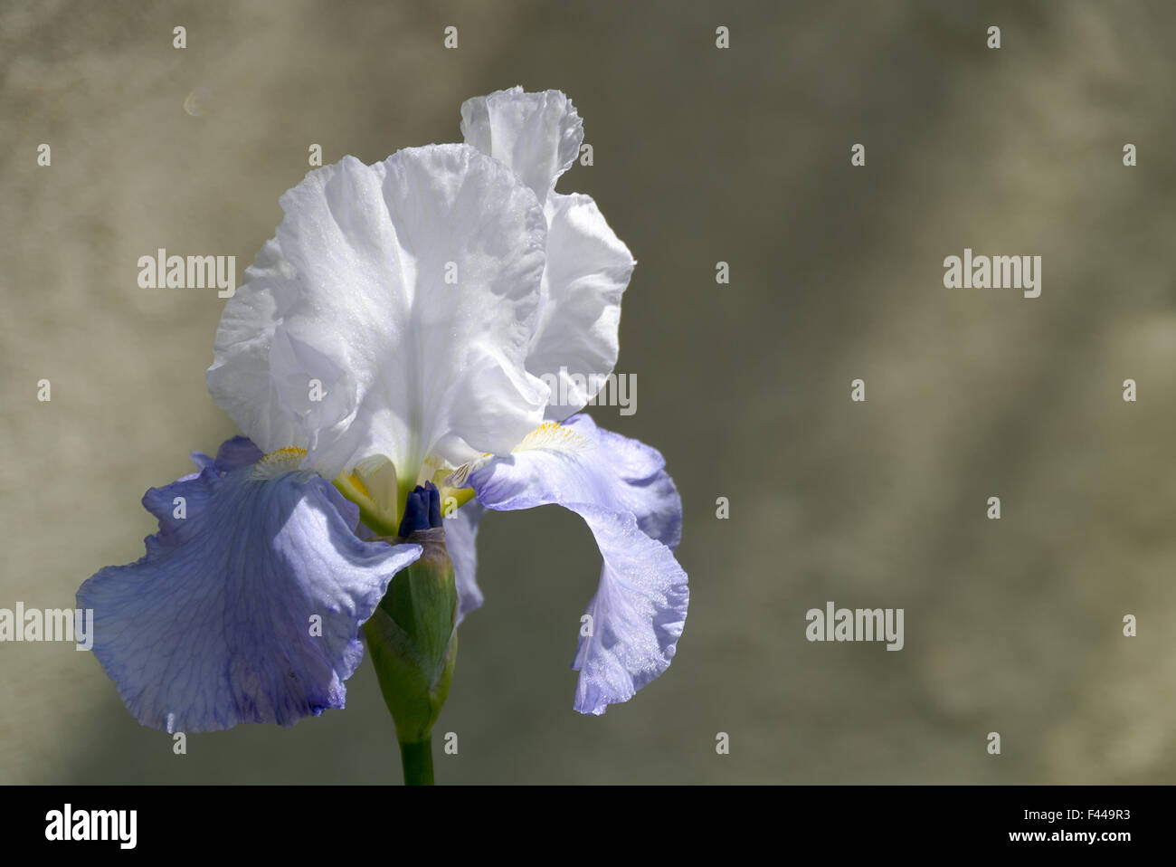 iris,   gladiolus Stock Photo