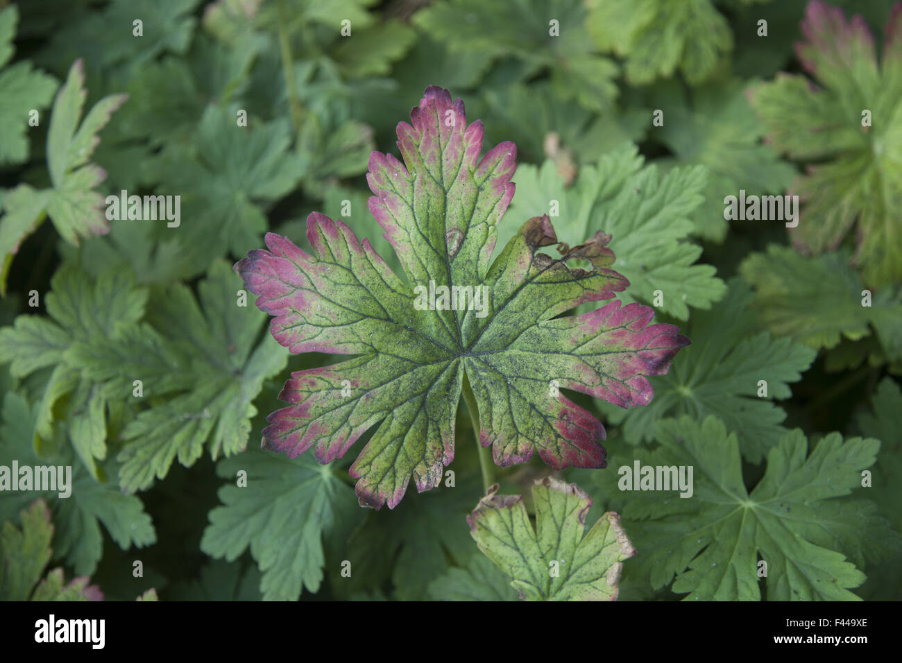 One geranium leaf outlined in color. Park, Hague, Netherlands. Stock Photo