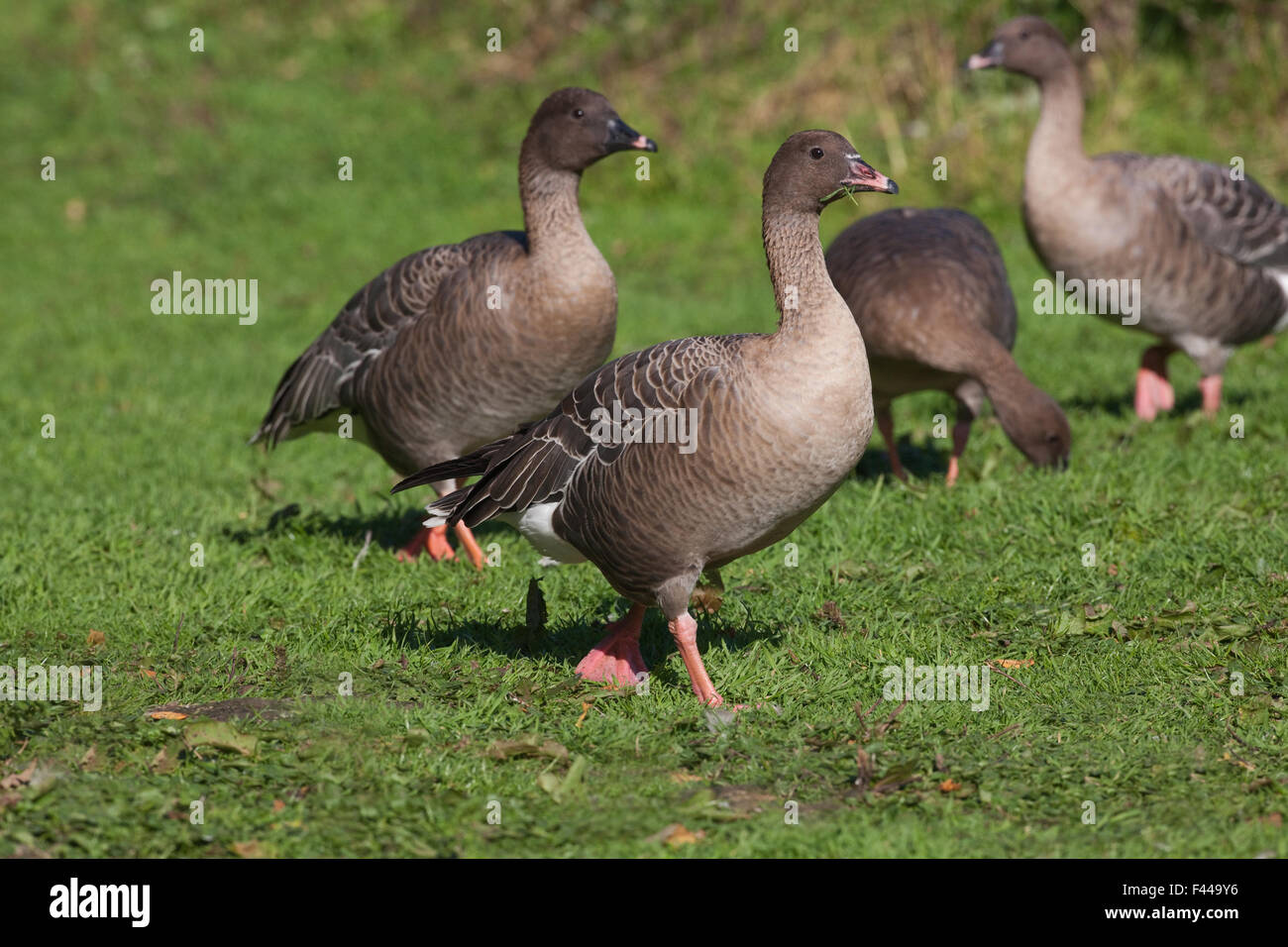 Pink-footed Geese (Anser brachyrhynchus). Centre front bird in juvenile, immature, or first winter plumage. Note bill colour. Stock Photo