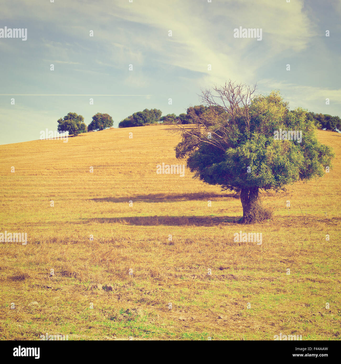 Withered pasture hi-res stock photography and images - Alamy