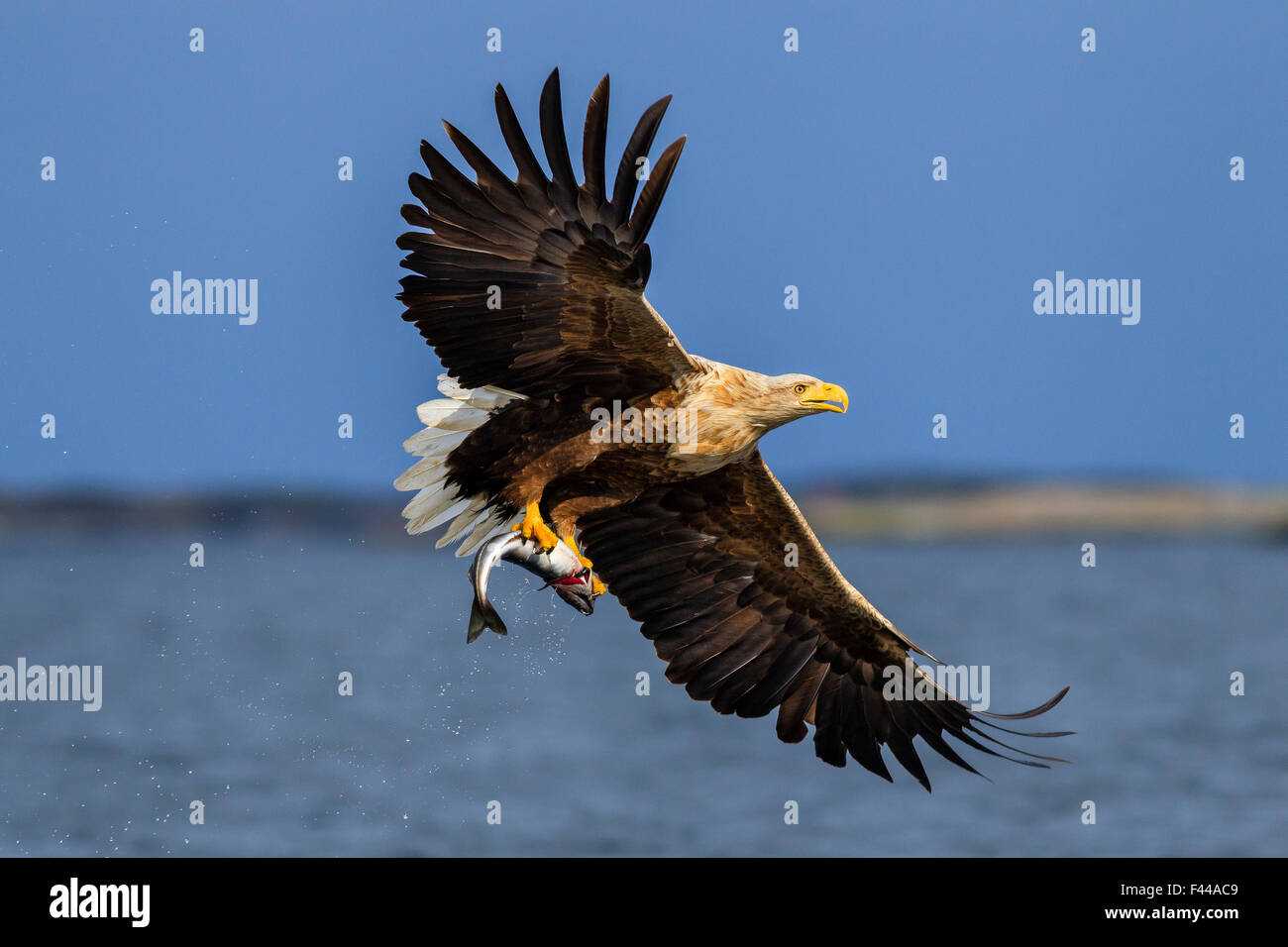 White-tailed sea eagle (Haliaeetus albicilla) in flight, with fish prey. Flatanger, Norway, May. Stock Photo