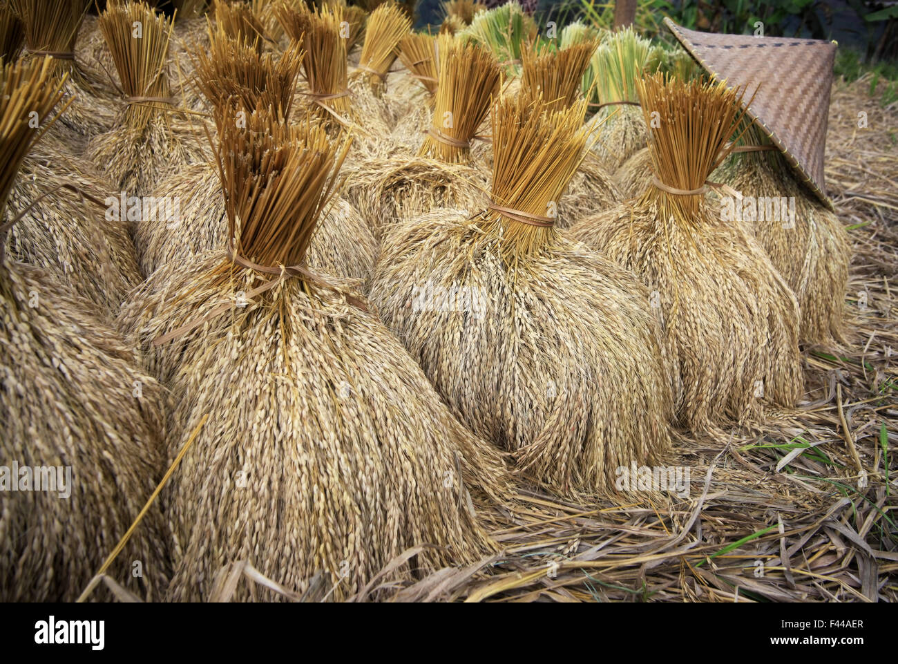 Rice straw china farmer hi-res stock photography and images - Alamy