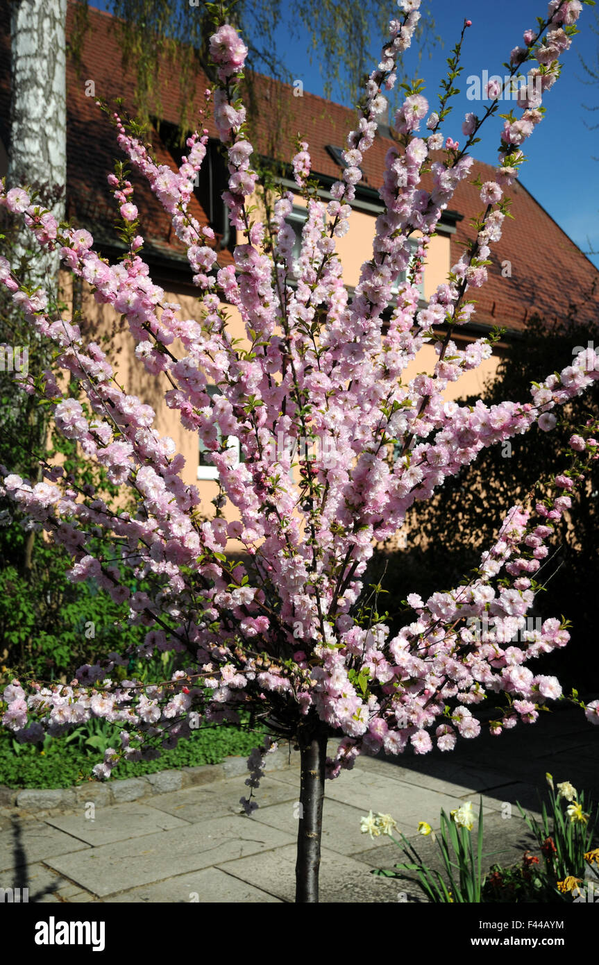 Flowering almond Stock Photo