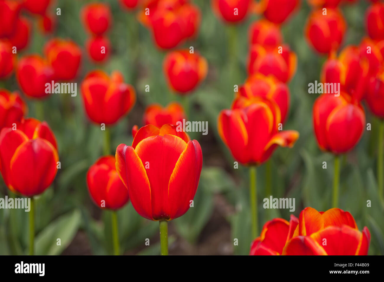 colorful tulips field Stock Photo - Alamy