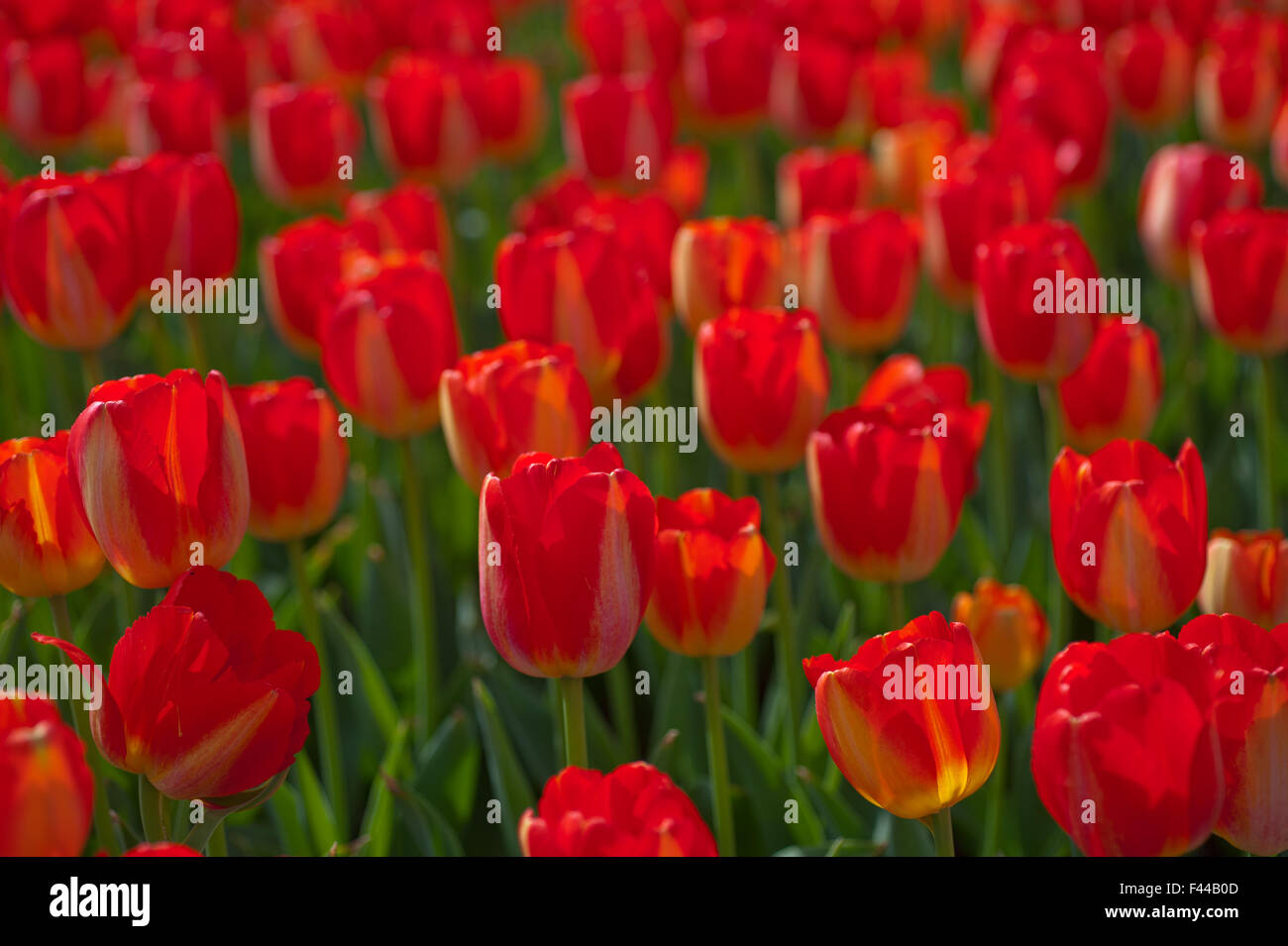 colorful tulips field Stock Photo - Alamy