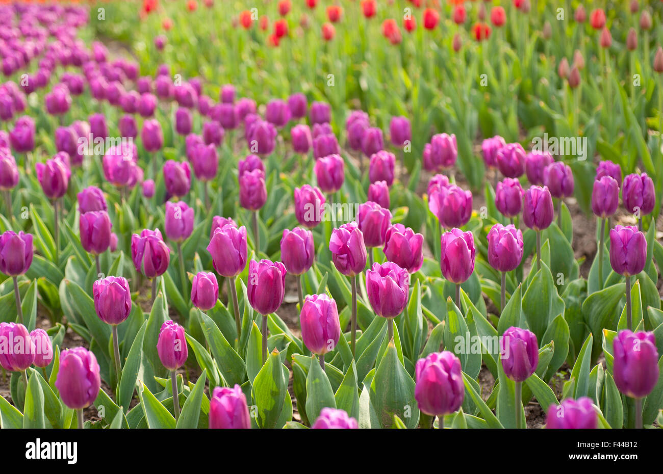 colorful tulips field Stock Photo - Alamy