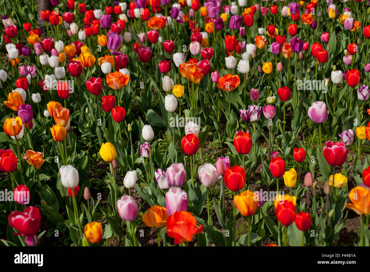 colorful tulips field Stock Photo Alamy