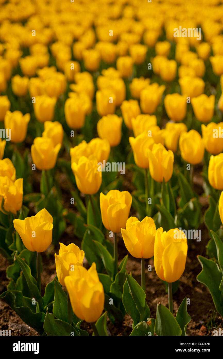 colorful tulips field Stock Photo - Alamy
