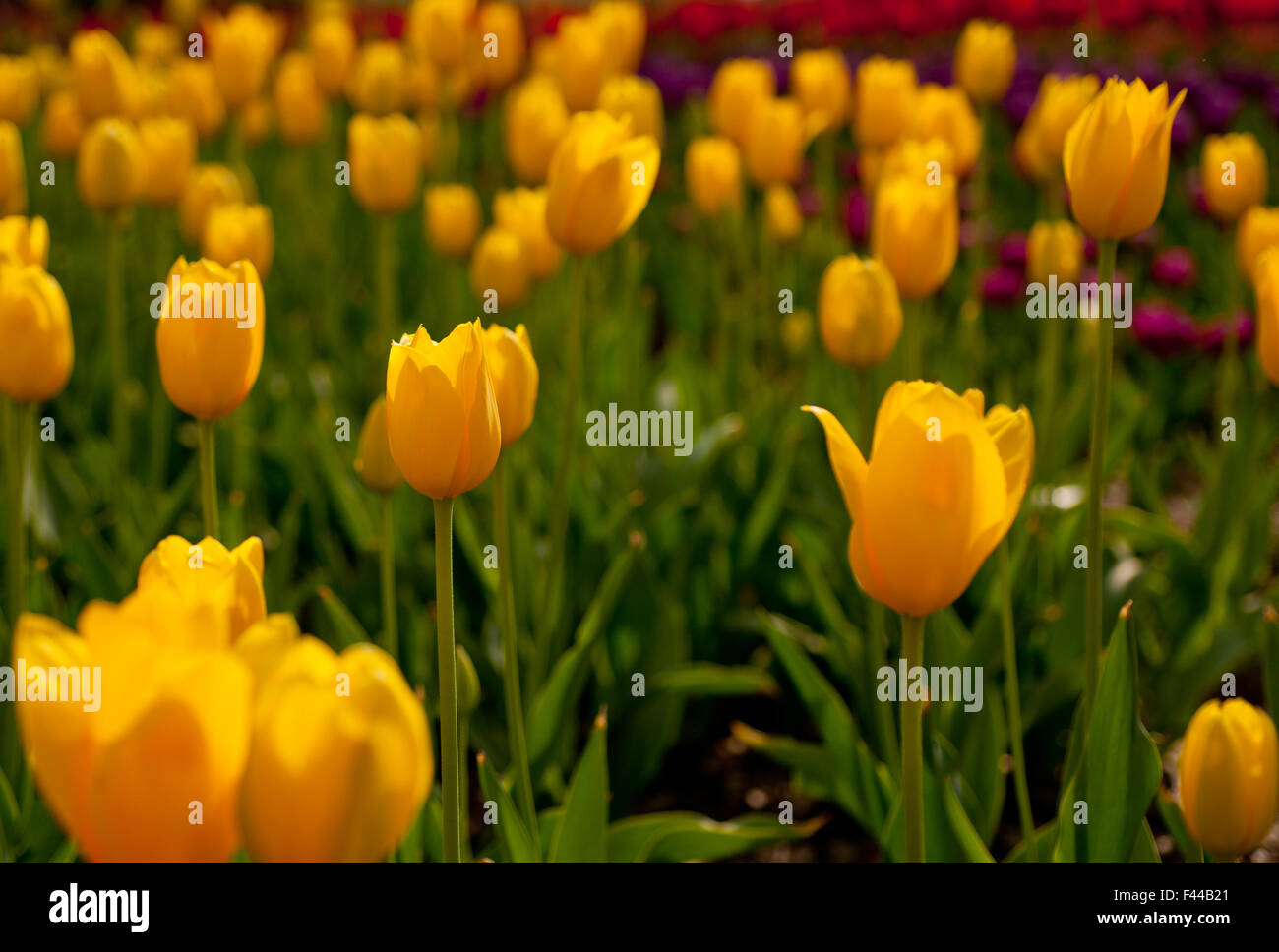 colorful tulips field Stock Photo - Alamy