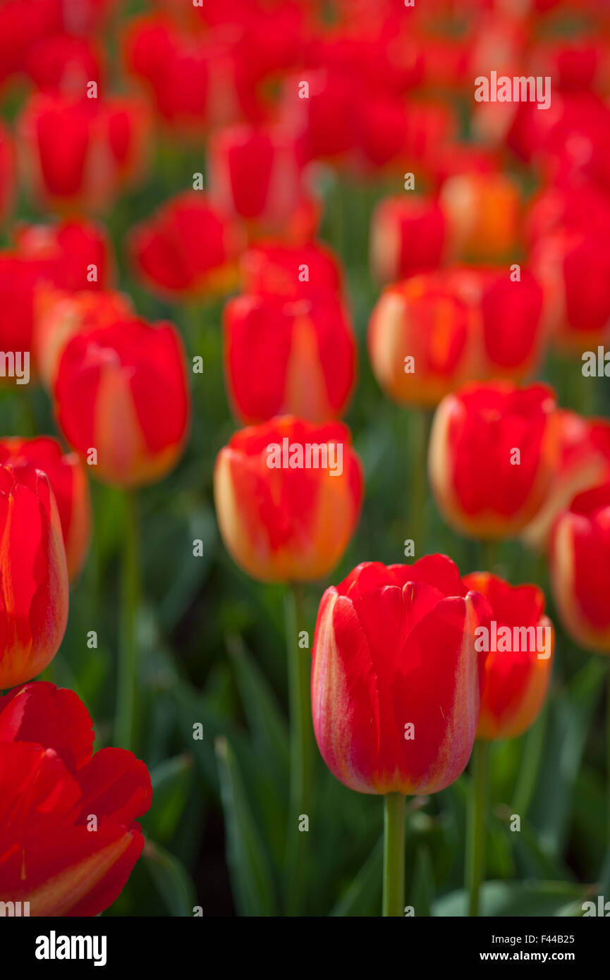 colorful tulips field Stock Photo - Alamy