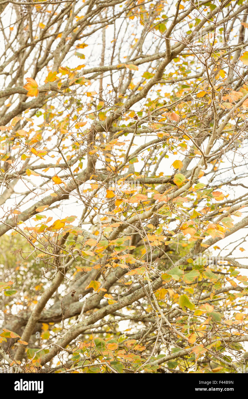 Golden Leaves on branches Stock Photo