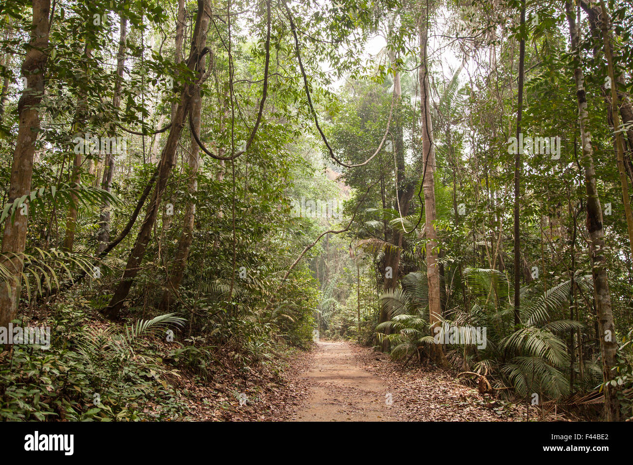 Tropical rainforest Stock Photo