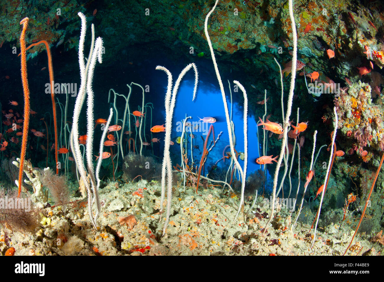 Red / Blotcheye soldierfish (Myripristis murdjan) and sea whips coral, Junceella at Fotteyo caves, Maldives, Indian Ocean Stock Photo