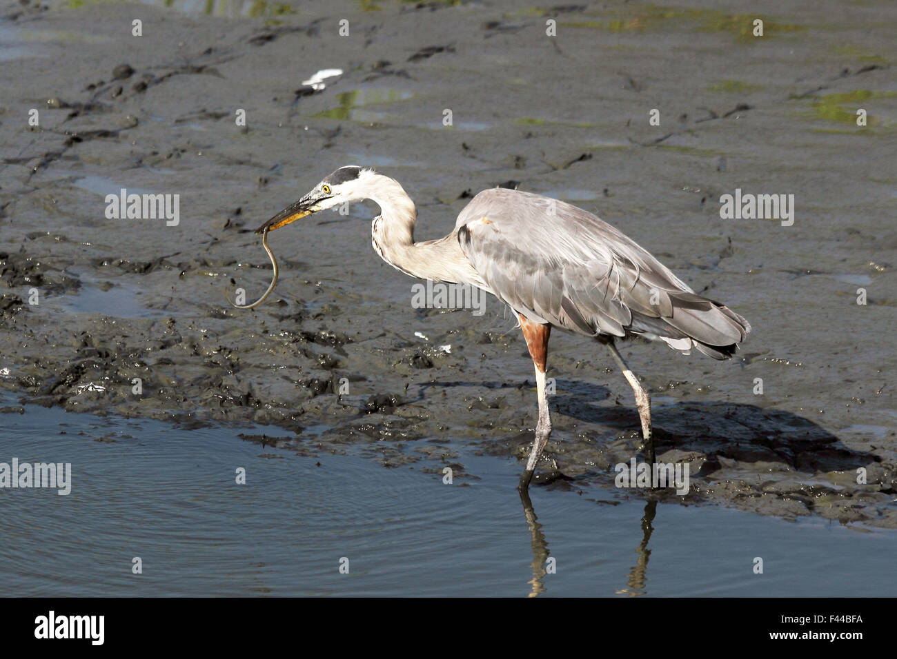 A Great blue heron feeding upon an eel in a coastal wetland. Stock Photo