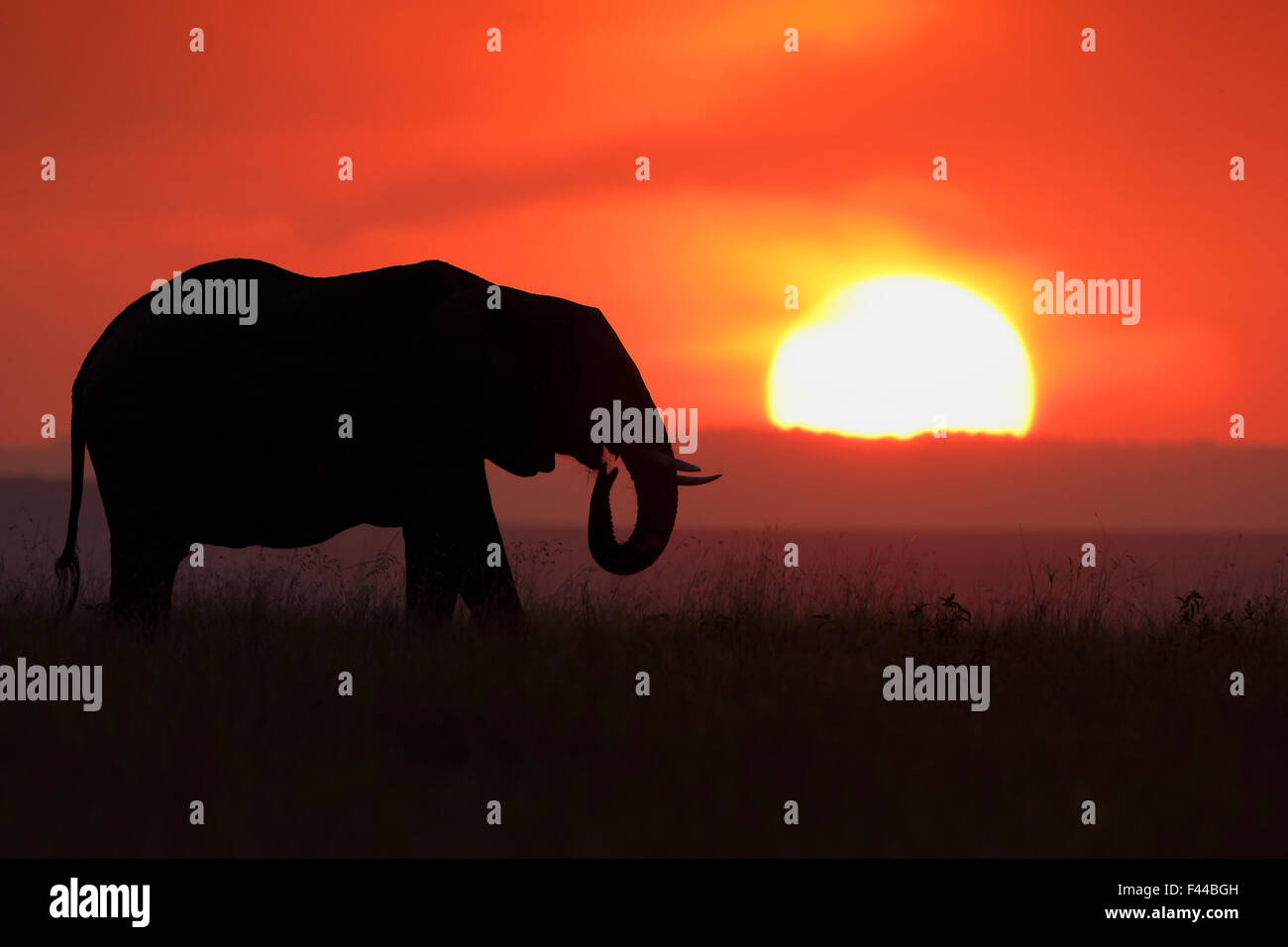 African Elephant (Loxodonta africana) silhoutted against setting sun. Maasai Mara, Kenya, Africa, August. Stock Photo
