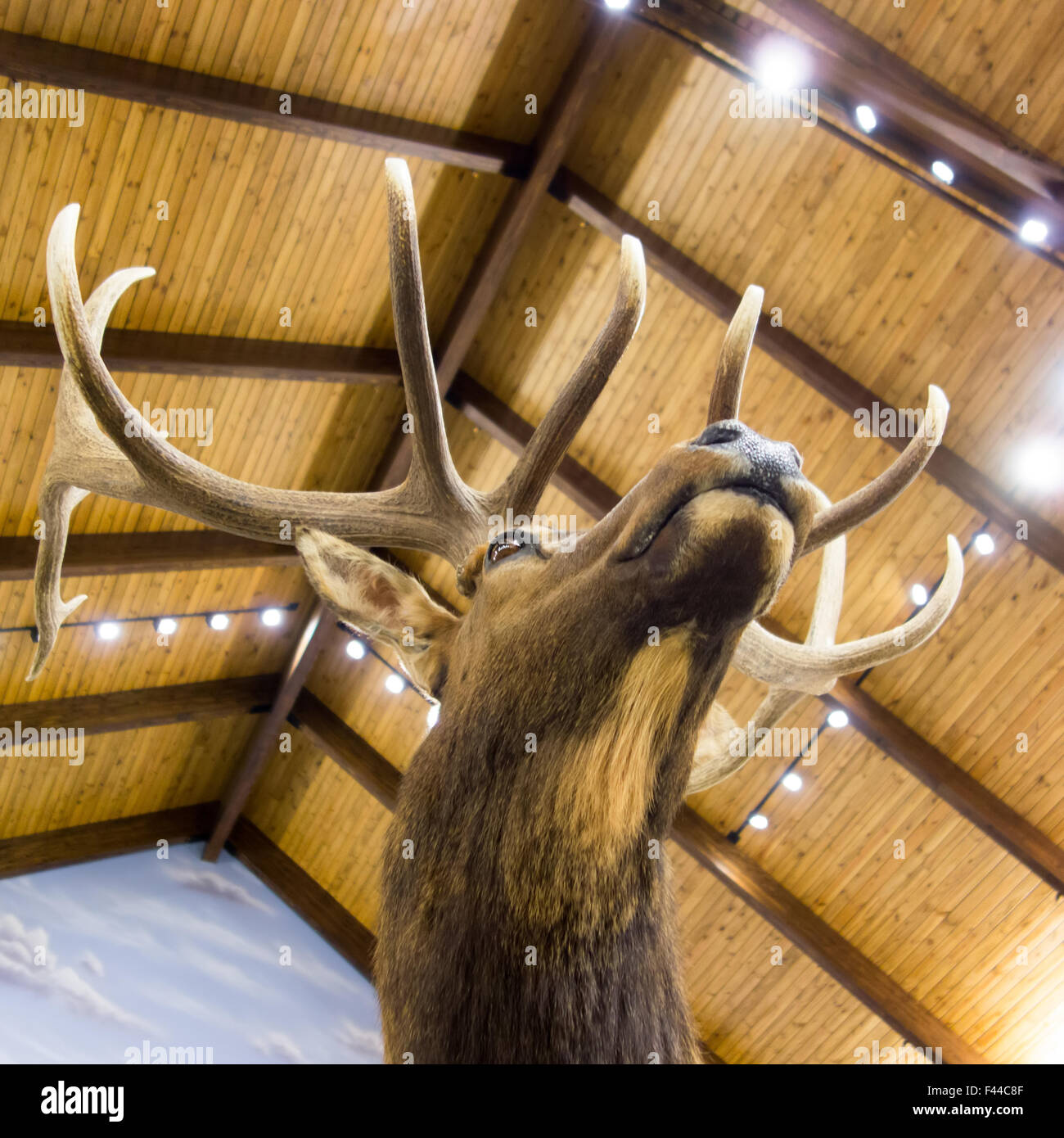taxidermy stuffed deer buck Stock Photo Alamy