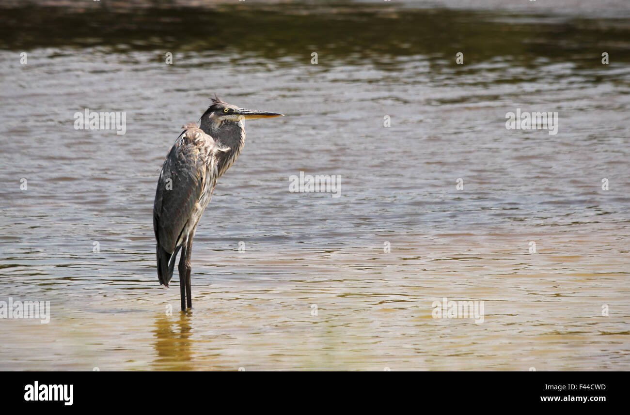 A Great blue heron stands quietly alone in a coastal wetland. Stock Photo