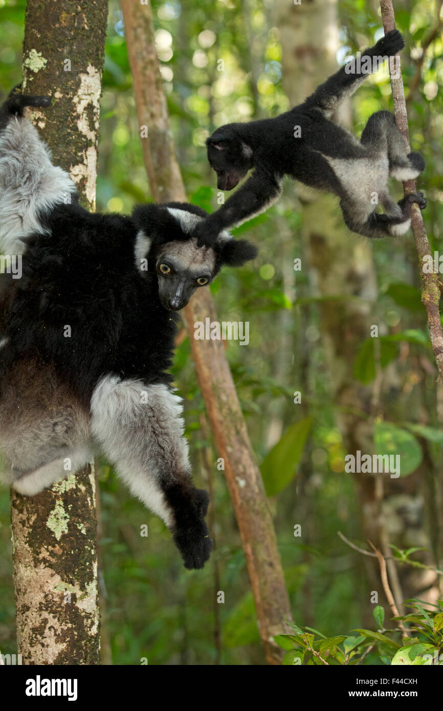 Indri (Indri indri) female with 2 month baby, learning to climb in rainforest habitat. Madagascar. Stock Photo