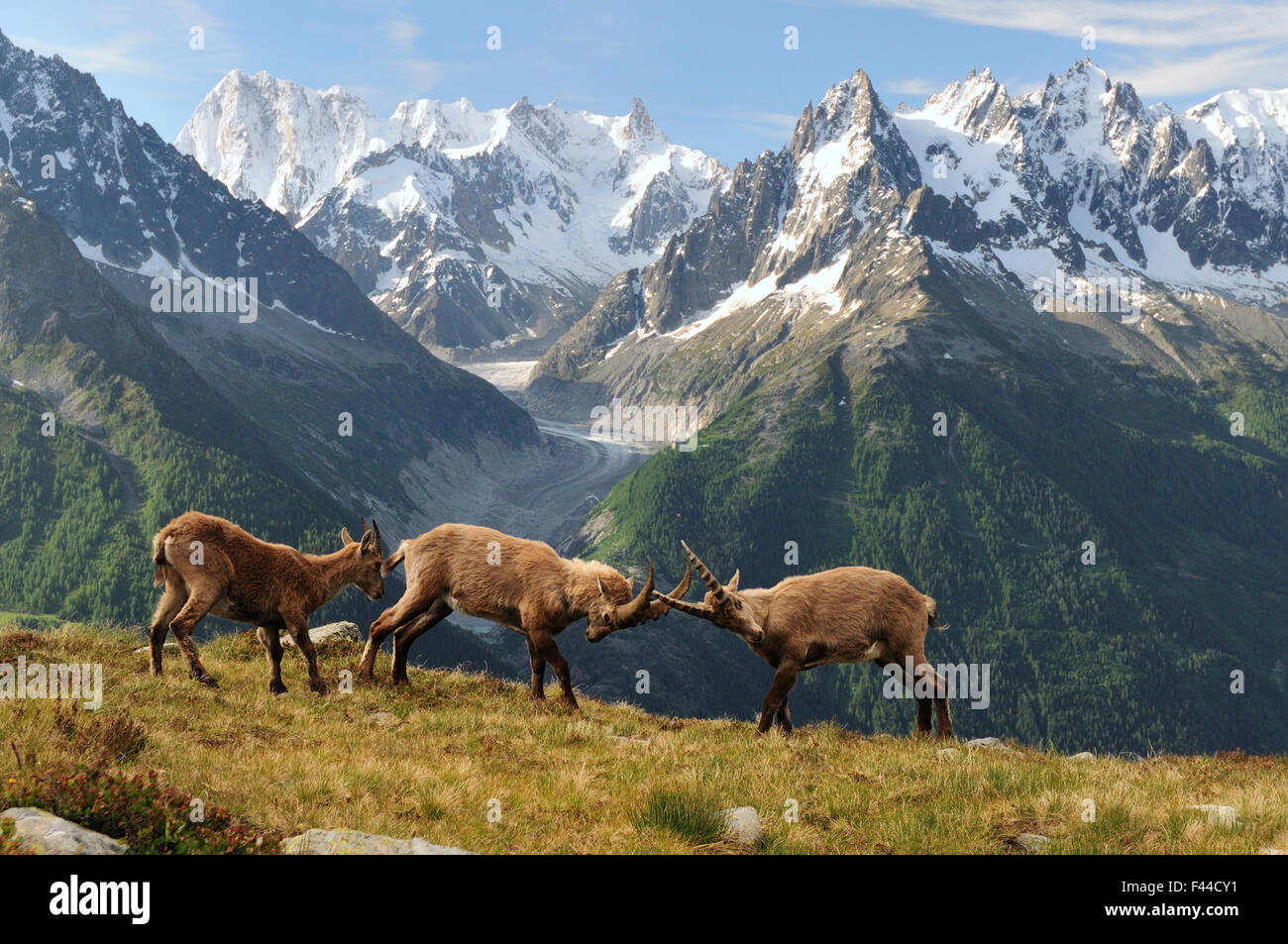 Two male Alpine ibex (Capra ibex ibex) fighting in front of the Mer de Glace glacier, with a female watching, Aiguilles Rouges (Red Peaks) Regional Natural Park, Haute-Savoie, France, June. Stock Photo