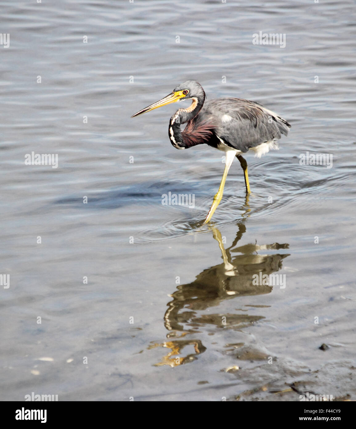 A Tri-colored heron wading in a coastal estuary Stock Photo