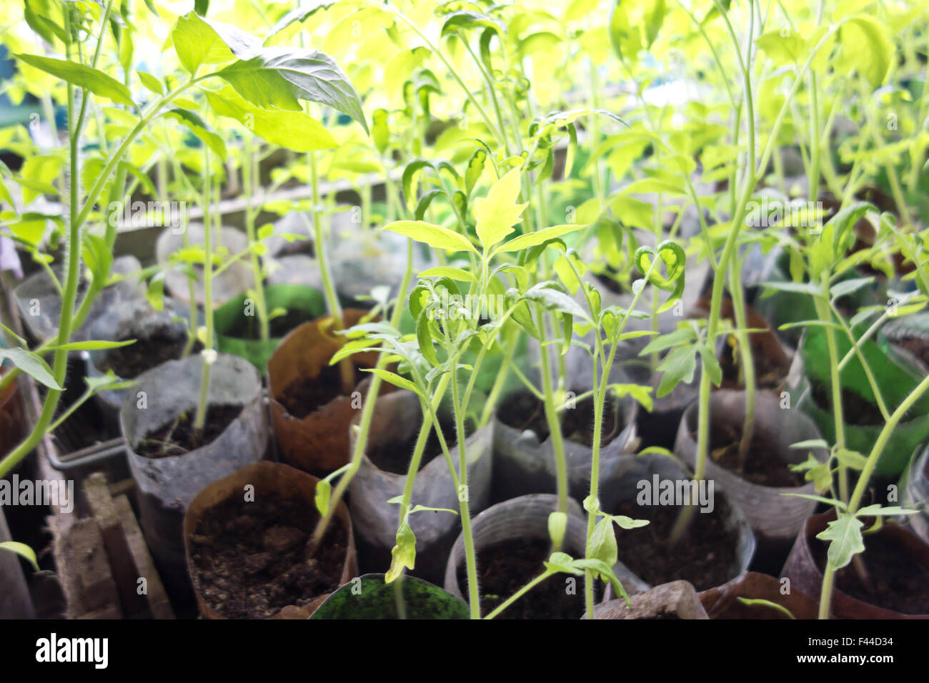 tomato seeding Stock Photo