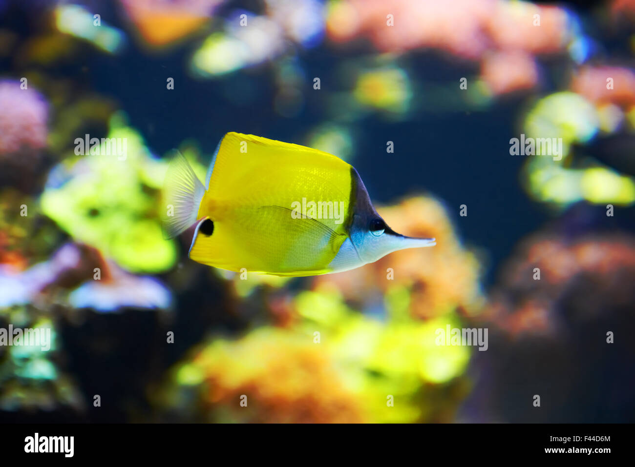 Tropical fish near coral reef Stock Photo