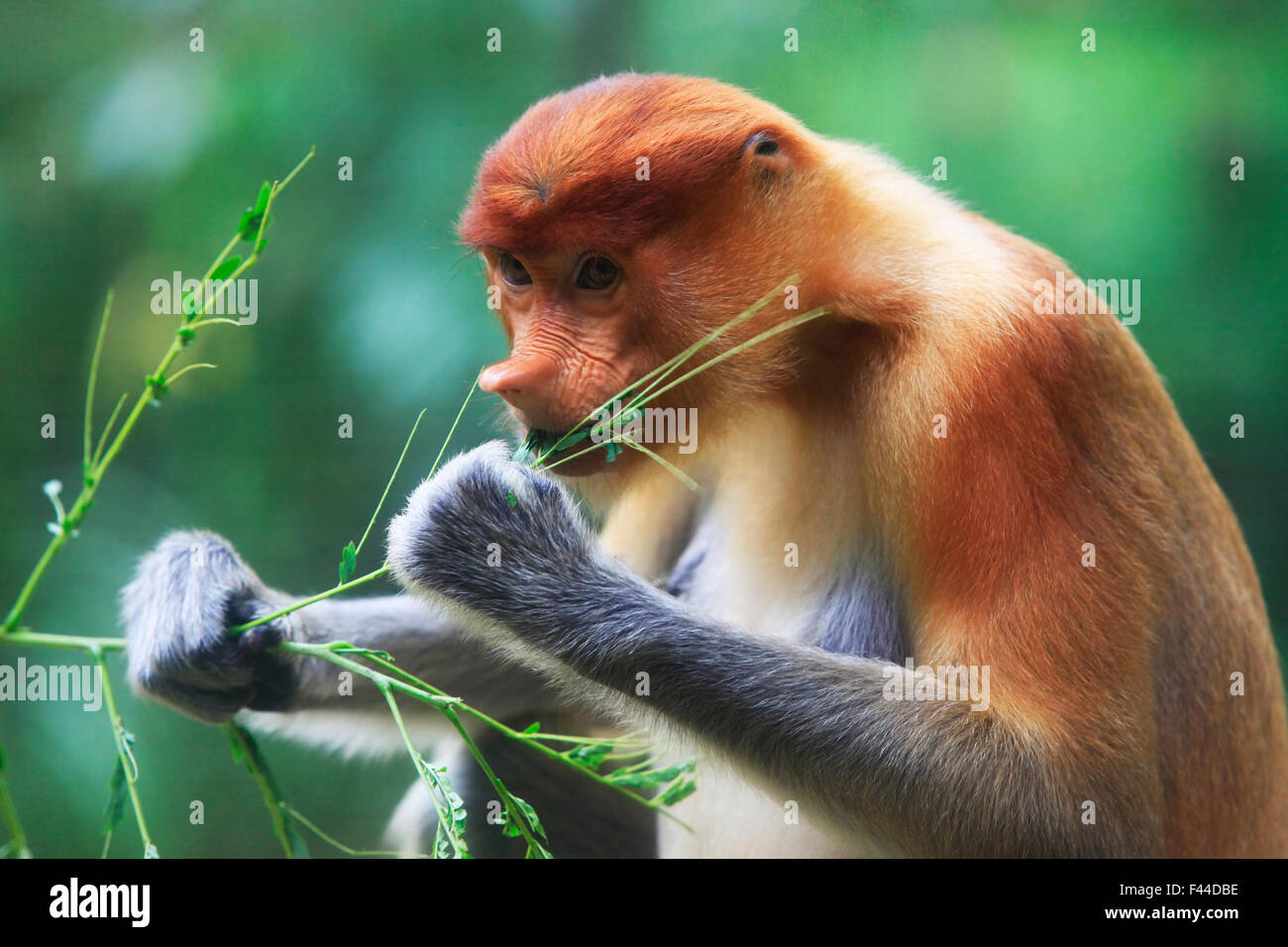 Proboscis Monkeys, Nasalis larvatus, or long-nosed monkeys, the worlds