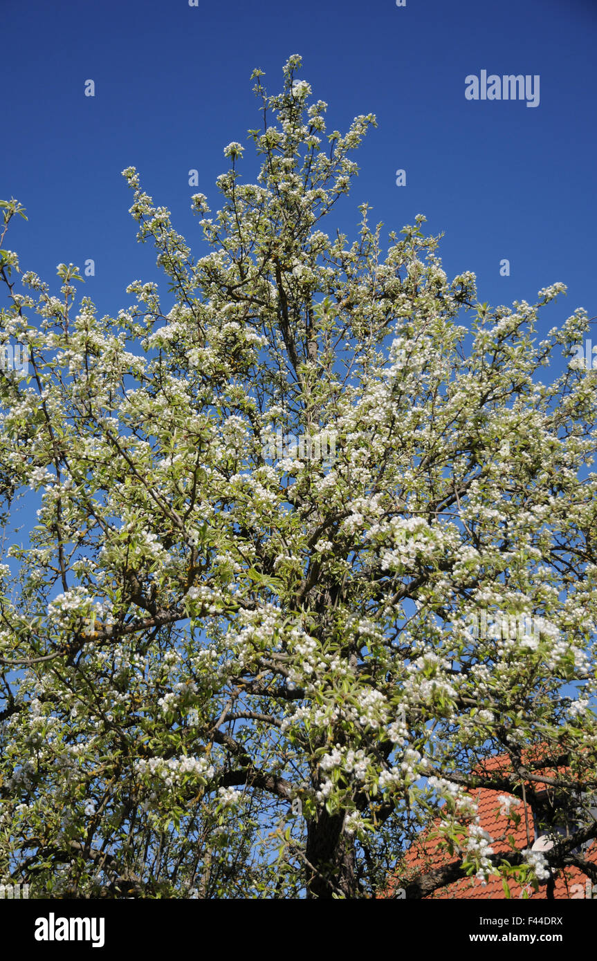 Birnbaum garten hires stock photography and images Alamy