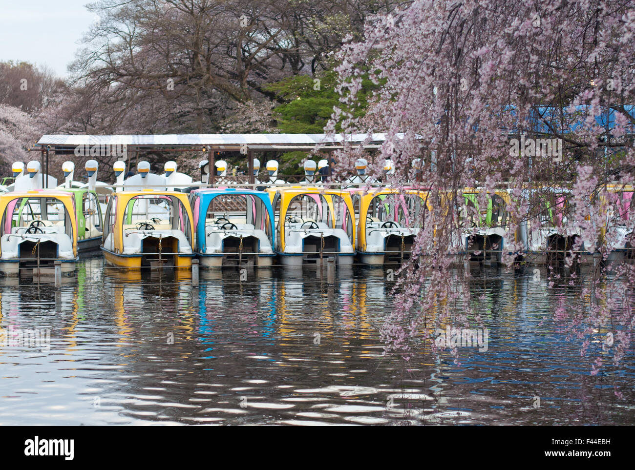 Colorful swan boats docked with cherry blossom sakura in foreground Stock Photo