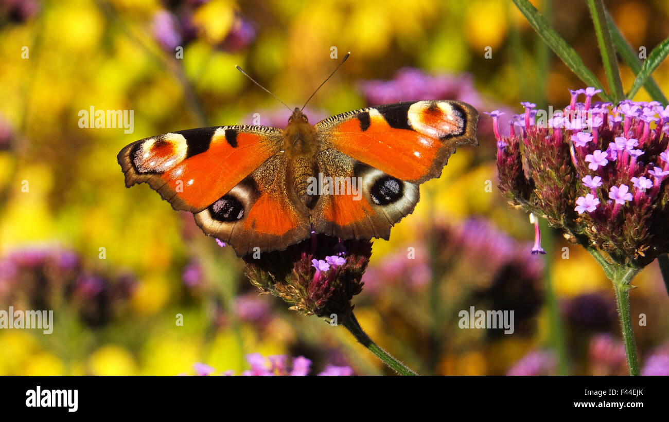 Beautiful butterfly sitting on a flower Stock Photo - Alamy
