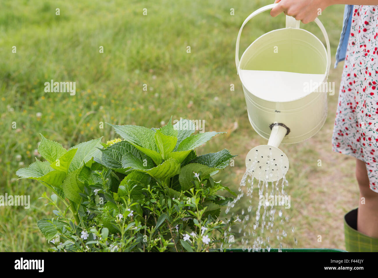 Watering can pouring water over flowers Stock Photo Alamy