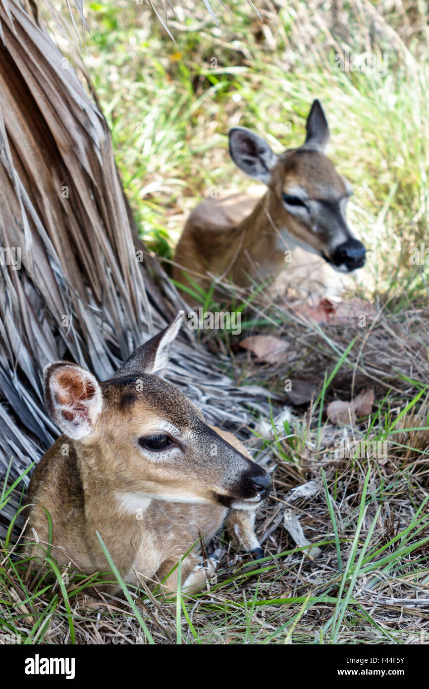 Florida Keys,Big Pine Key,Key deer,Odocoileus virginianus  clavium,endangered,white-tailed,doe,fawn,FL150510011 Stock Photo - Alamy