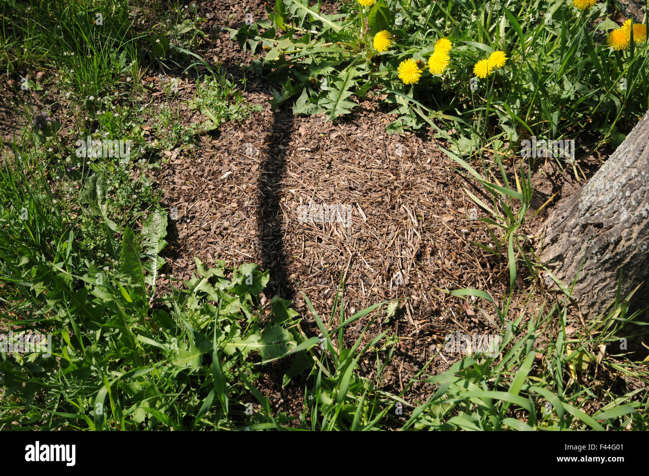 Red wood ant hill Stock Photo Alamy