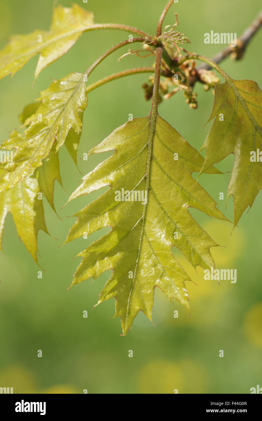 Northern red oak Stock Photo Alamy
