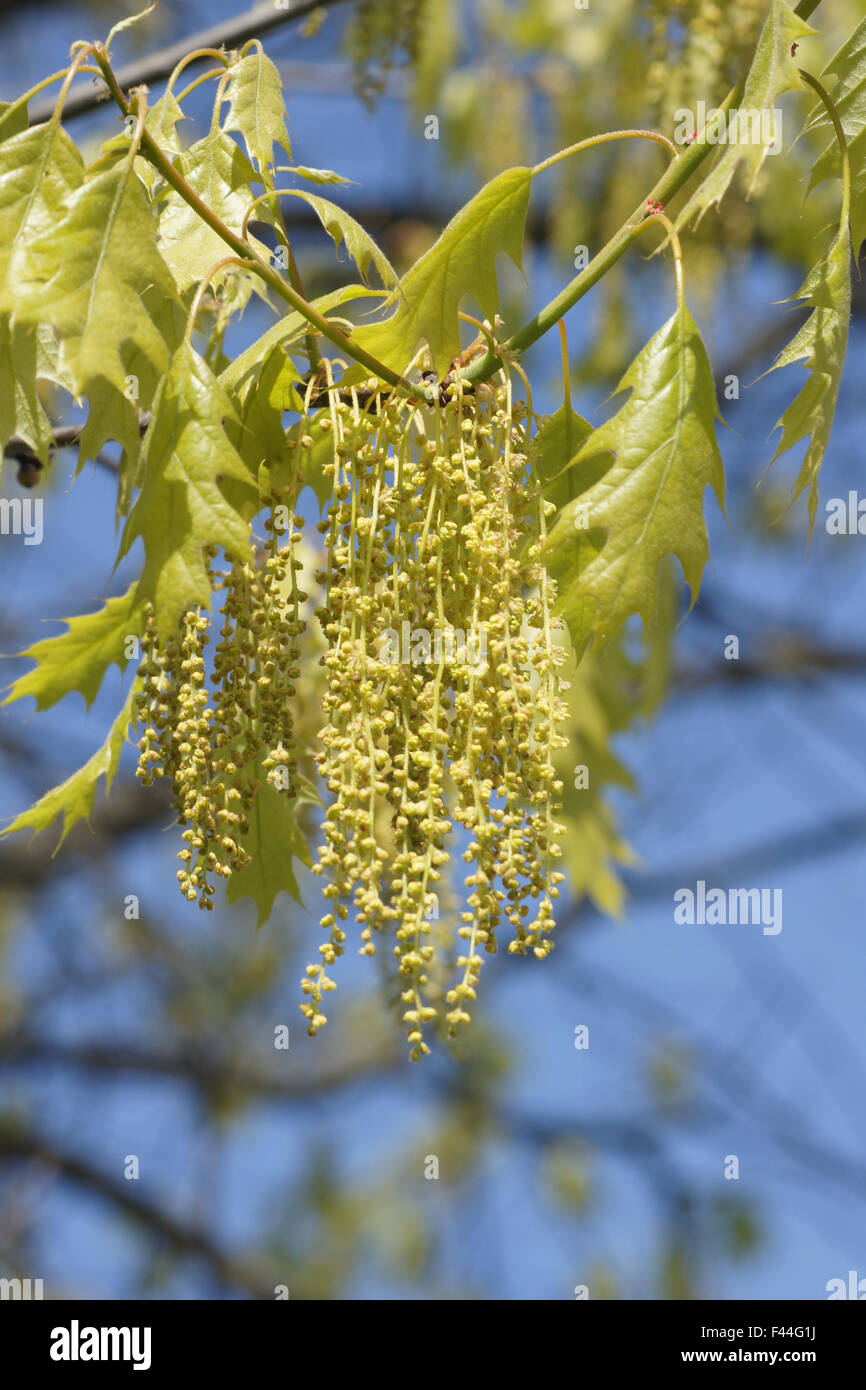 Northern red oak Stock Photo Alamy