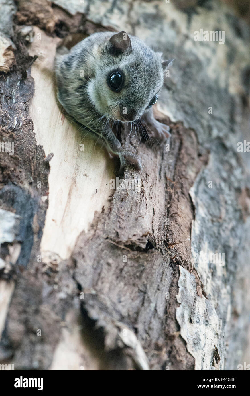 Siberian flying squirrel (Pteromys volans) emerging from hole in tree, Finland, May Stock Photo