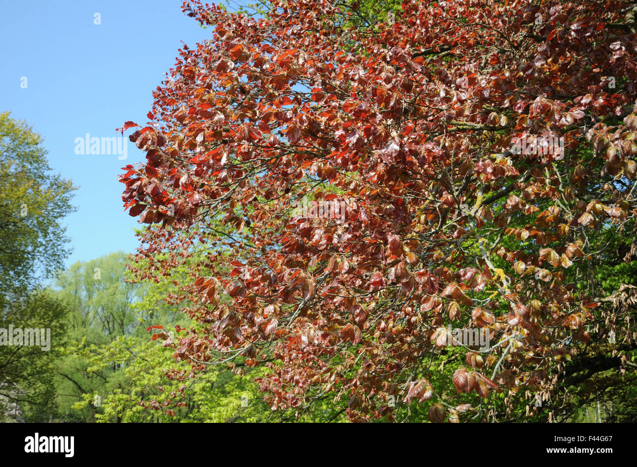 Red-leaved beech Stock Photo