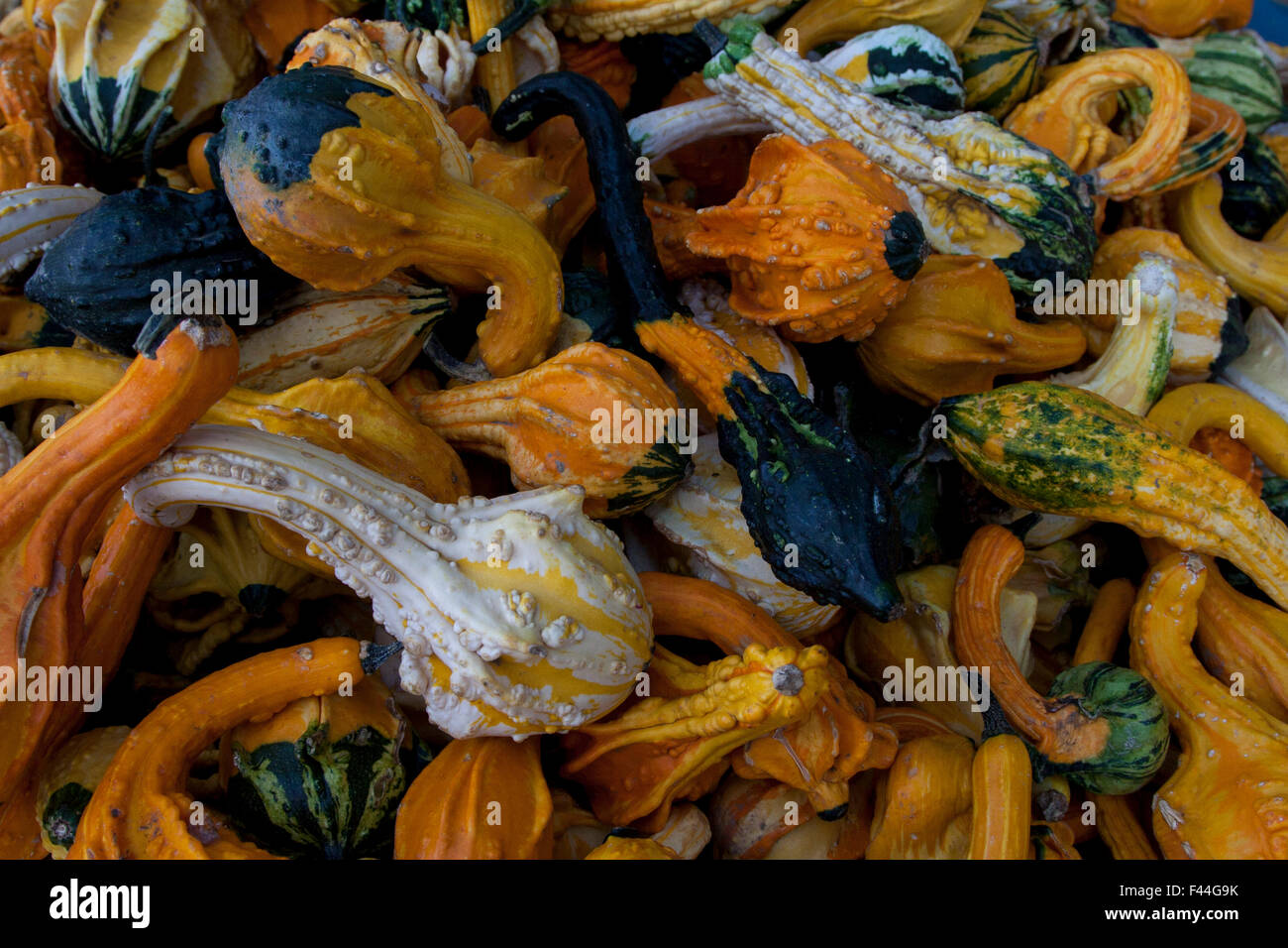 A pile of Gourds at the Berkeley Bowl Market in Berkeley, California. Stock Photo