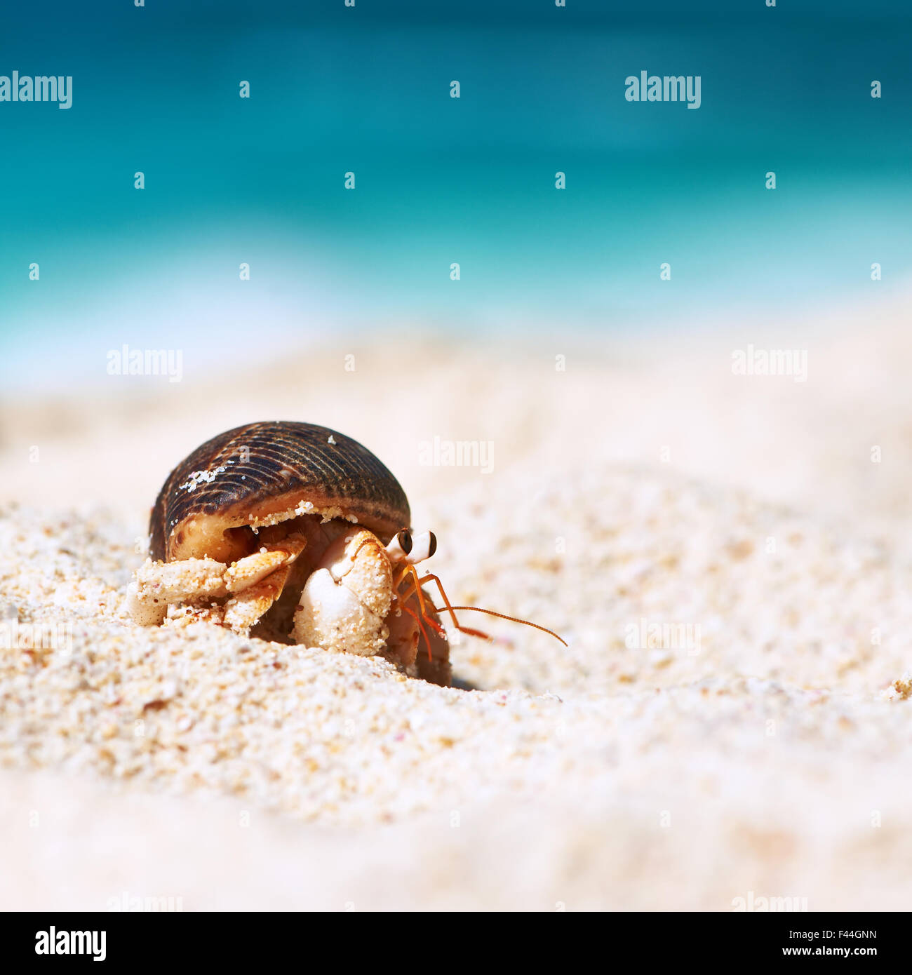 Hermit crab at beach Stock Photo - Alamy
