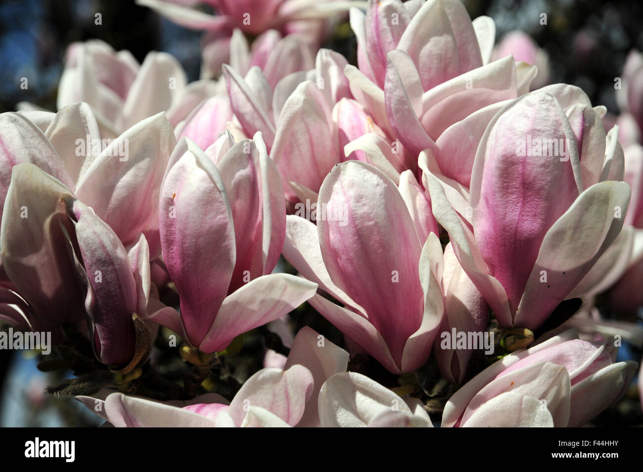 Saucer magnolia magnolia soulangiana tulpenmagnolie hires stock photography and images Alamy
