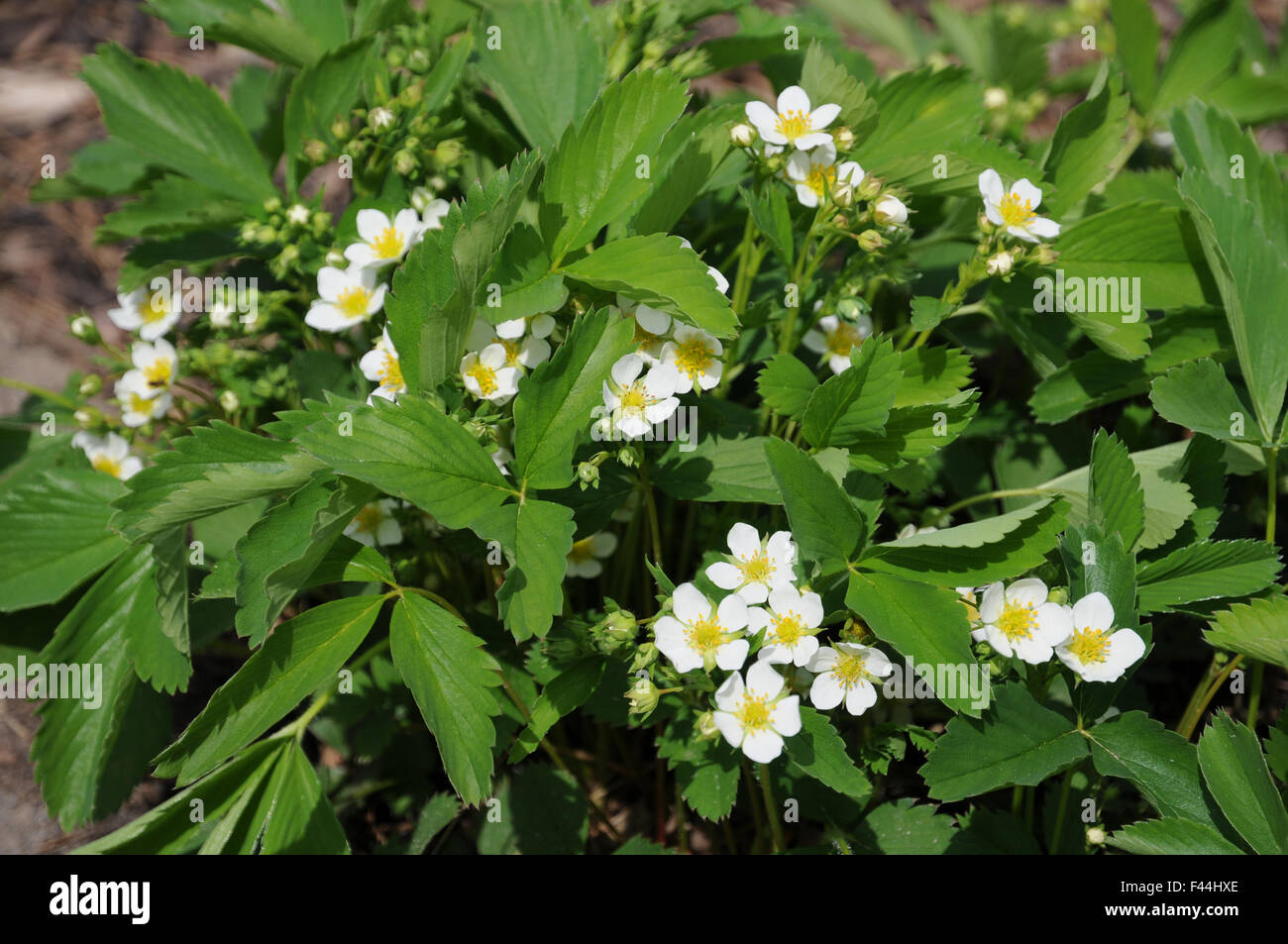 Virginian strawberry Stock Photo