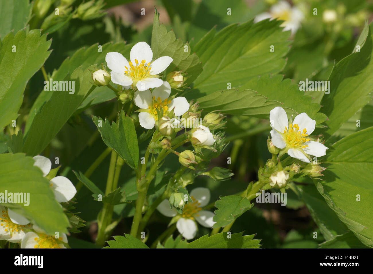 Virginian strawberry Stock Photo