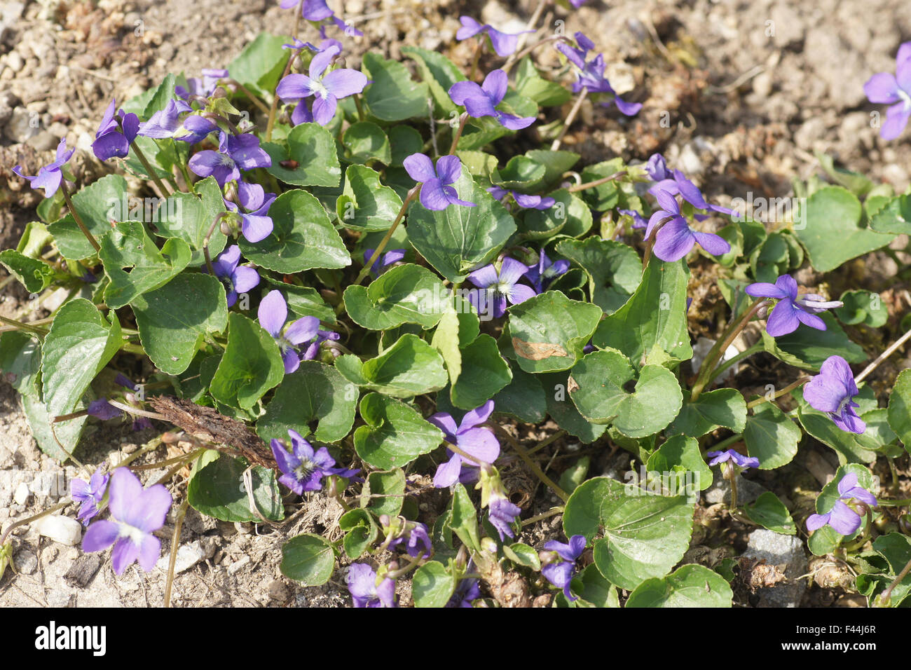 Marsh blue violet Stock Photo