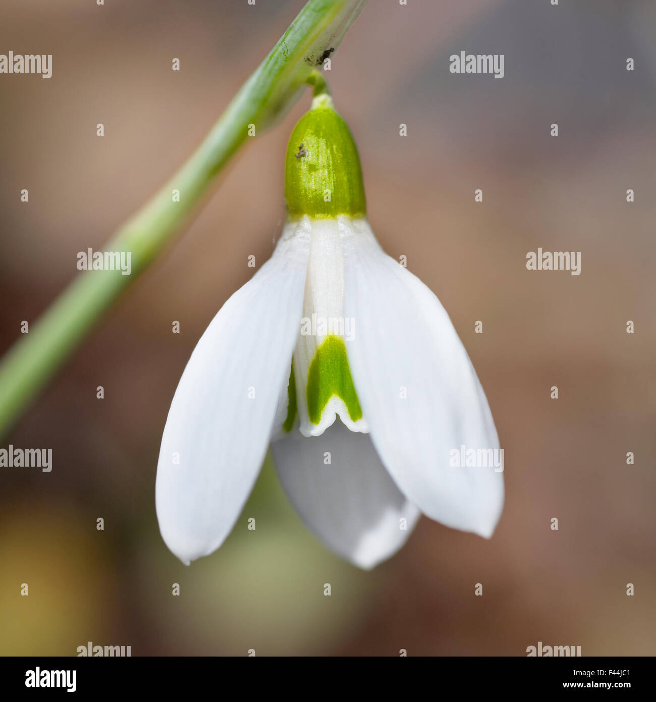 Spring snowdrop flower Stock Photo