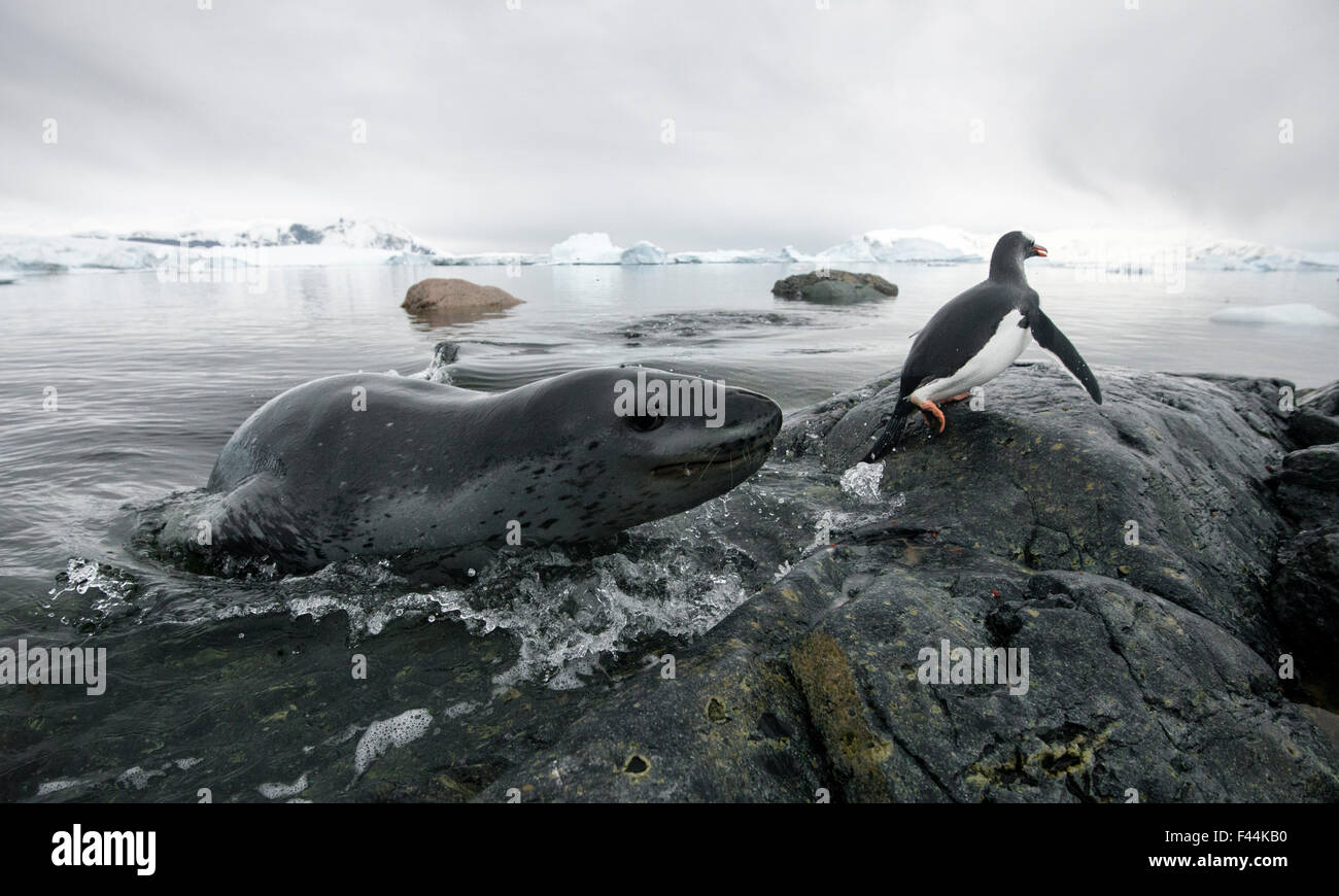 Seal Hunting Hi res Stock Photography And Images Alamy seal-hunting-hi-res-stock-photography-and-images-alamy