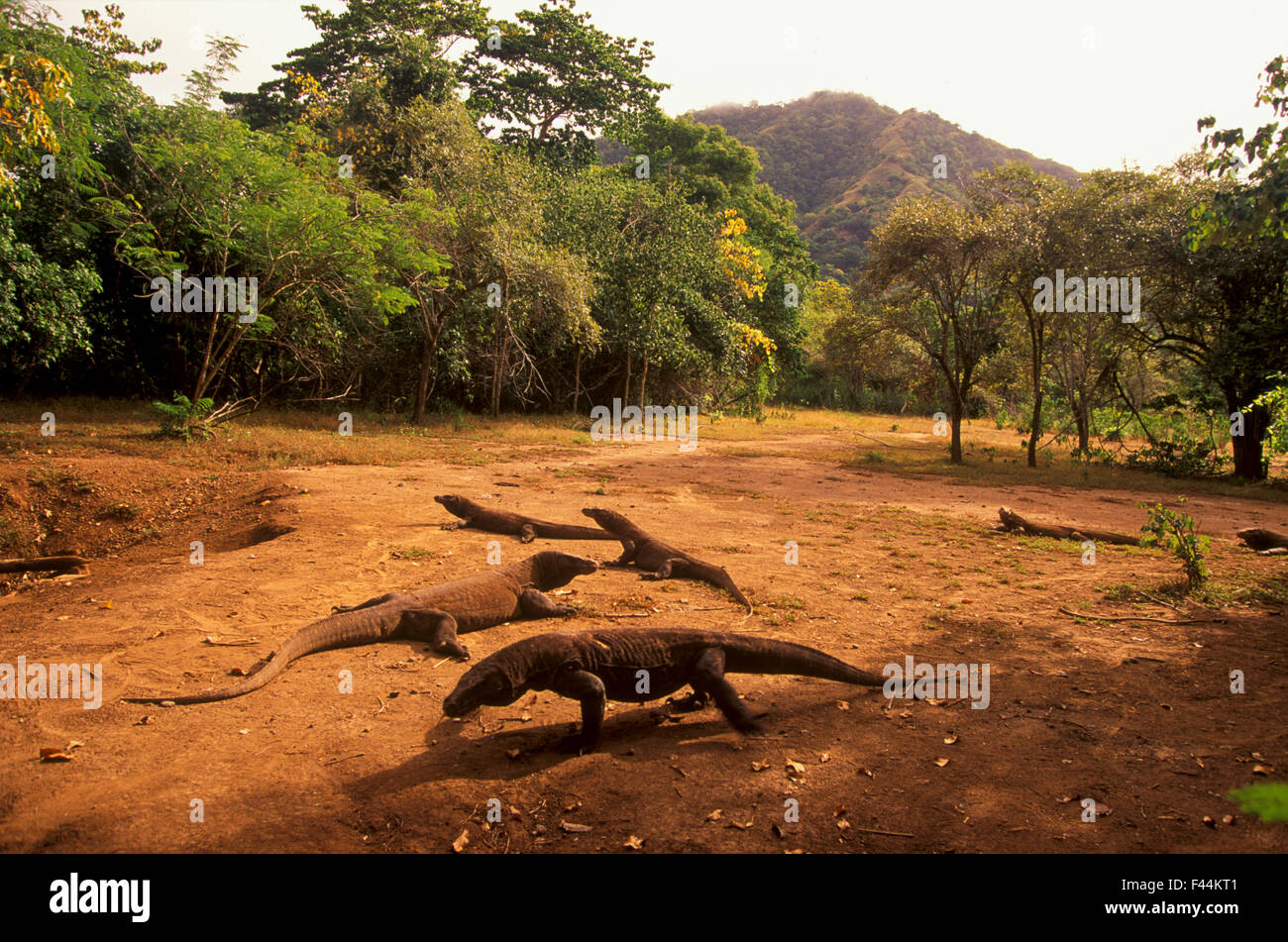Komodo dragons (Varanus komodoensis) in forest clearing, Komodo Island, Indonesia Stock Photo