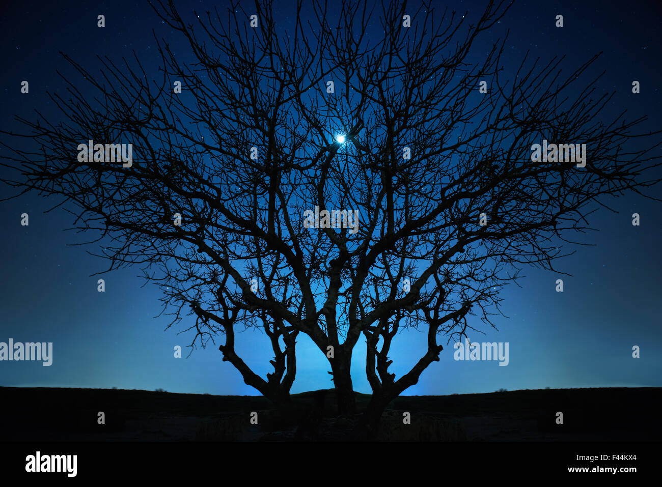 Lonely tree under blue night sky Stock Photo - Alamy