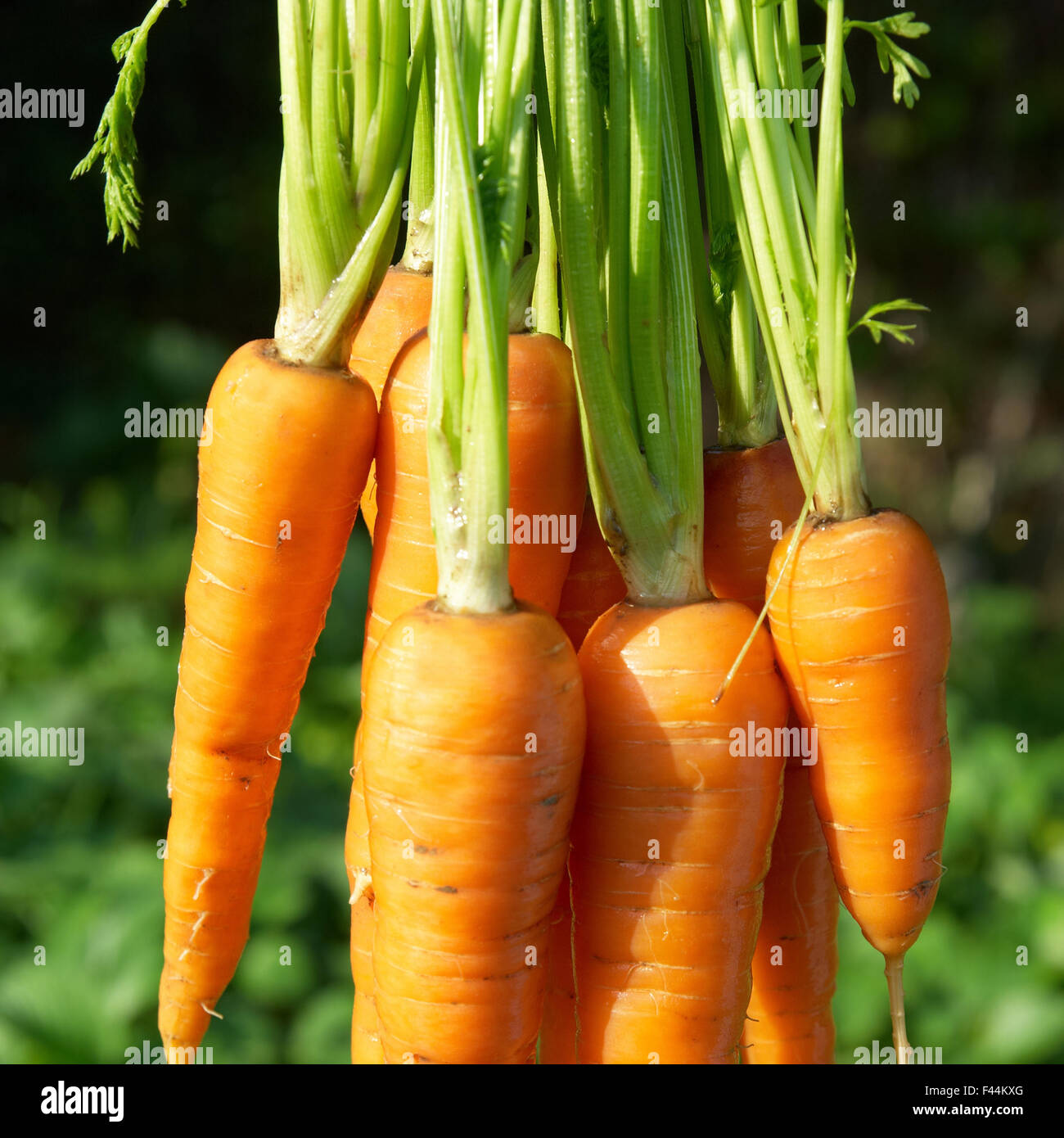 Bunch of carrots Stock Photo Alamy