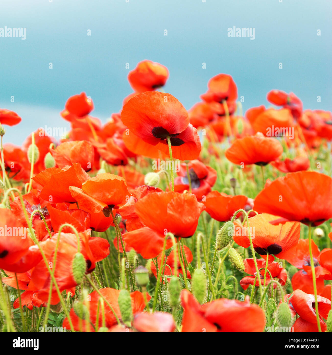Poppies field stormy hi-res stock photography and images - Alamy
