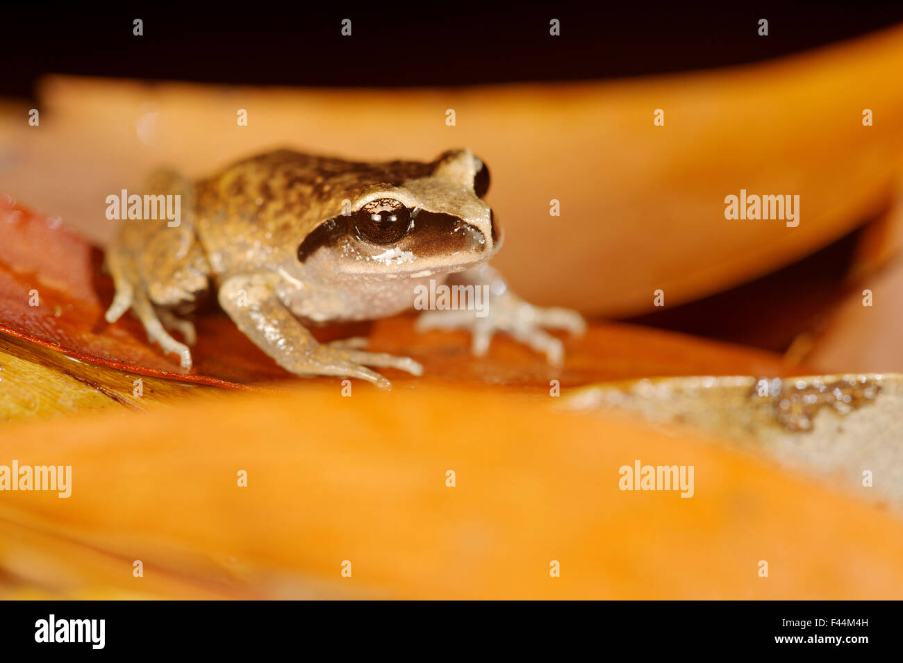 Vanzolini's Spiny-chest Frog (Alsodes vanzolinii) on Eucalyptus leaves, endemic to the Nahuelbuta mountain range, Chile, December. Critically Endangered species Stock Photo